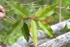 Secamone dilapidans Liane de lait Apocynaceae Endémique La Réunion, Maurice 7072.jpeg