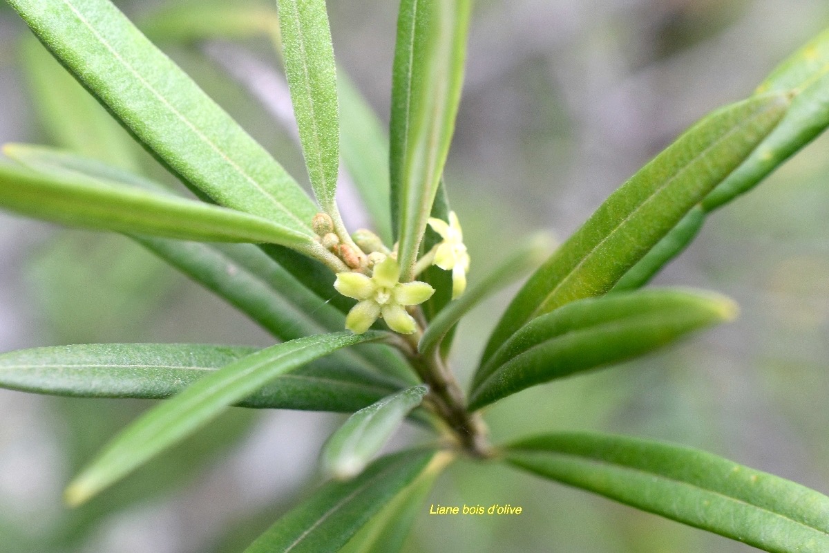 Secamone volubilis Liane bois d'olive Apocynaceae Endémique La Réunion, Maurice 7092.jpeg