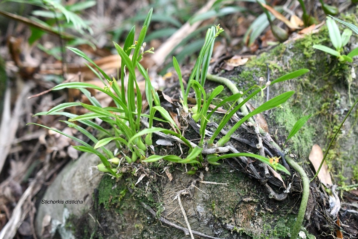 Stichorkis disticha ( Liparis disticha) Orchidaceae Indigène La Réunion 7138.jpeg