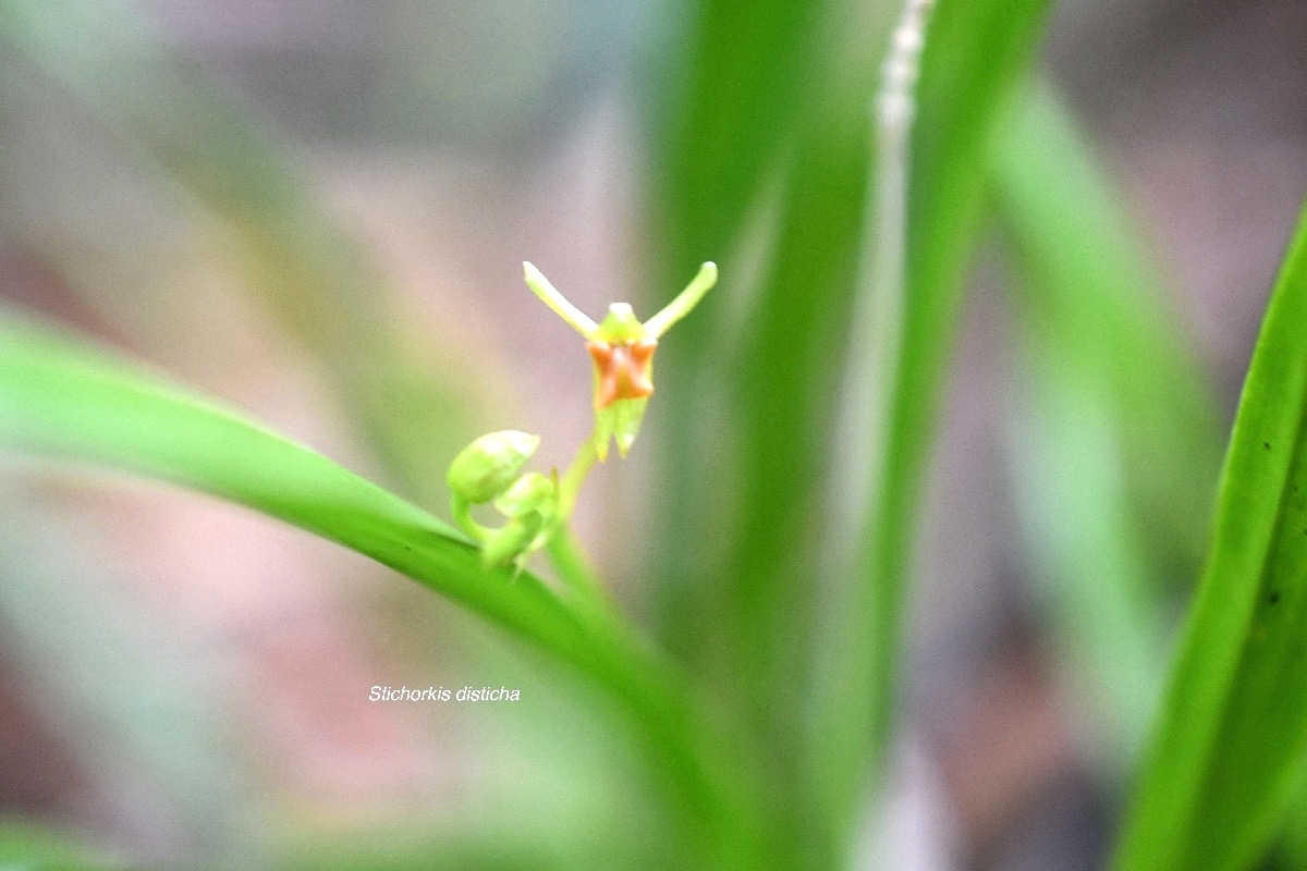 Stichorkis disticha (Liparis disticha) Orchidaceae Indigène La Réunion 7141.jpeg