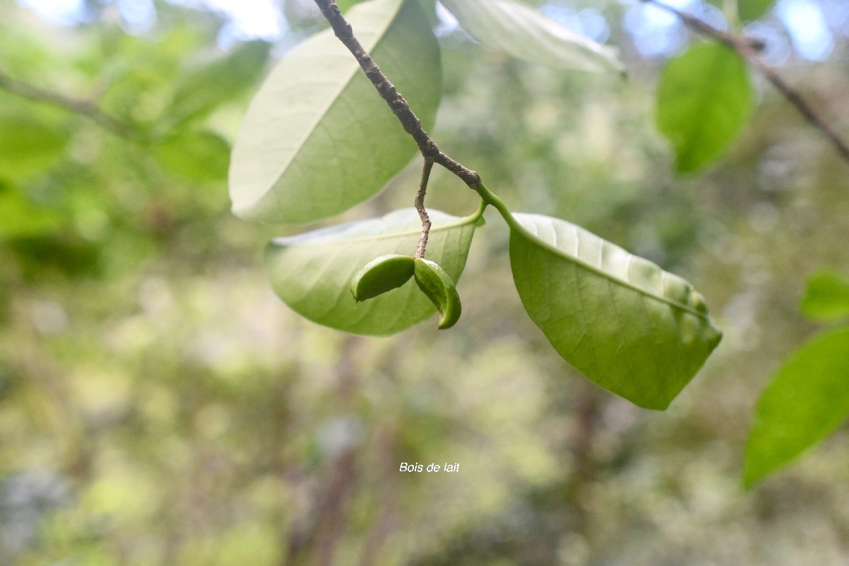 Tabernaemontana mauritiana Bois de lait Apocynaceae Endémique La Réunion, Maurice 6989.jpeg