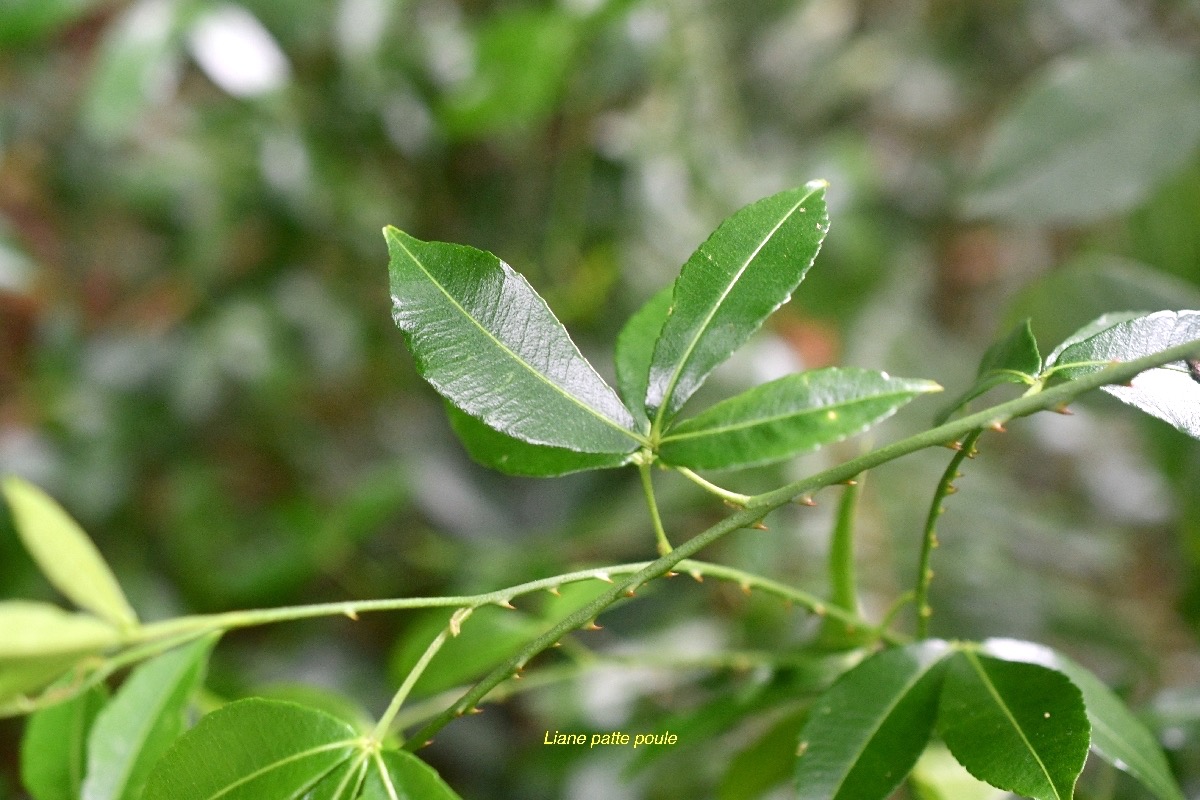 Toddalia asiatica Liane patte poule Rutaceae Indigène La Réunion 7014.jpeg