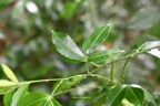 Toddalia asiatica Liane patte poule Rutaceae Indigène La Réunion 7014.jpeg