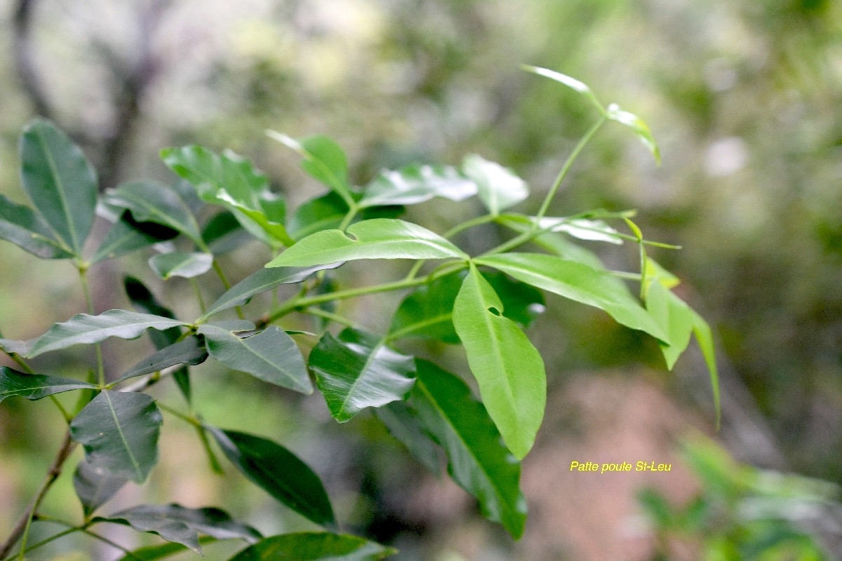 Vepris lanceolata Patte poule St-Leu Rutaceae Indigène La Réunion 7027.jpeg