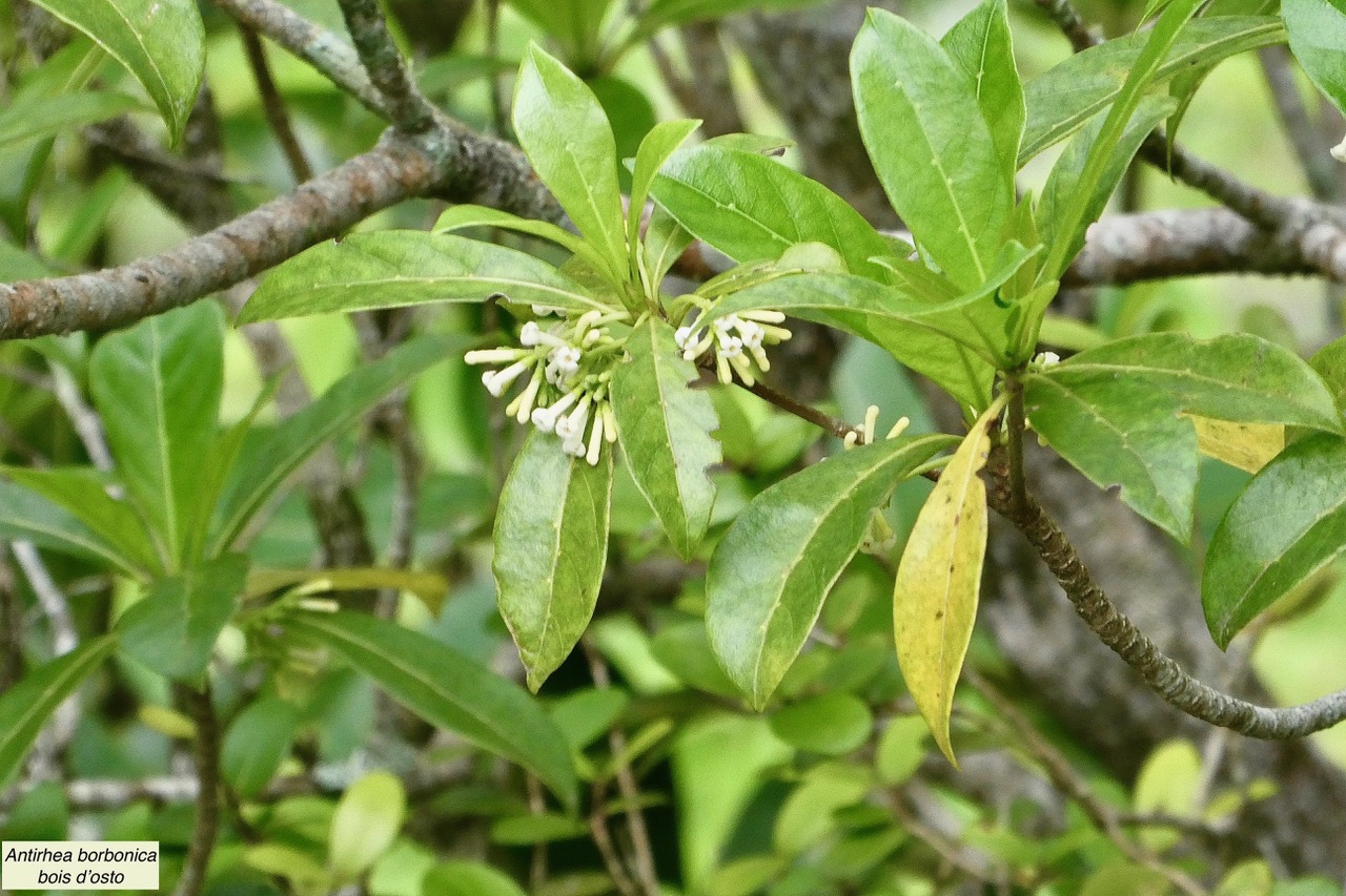 Antirhea borbonica  Bois  d’osto rubiaceae.endémique Réunion Maurice Madagascar (1).jpeg