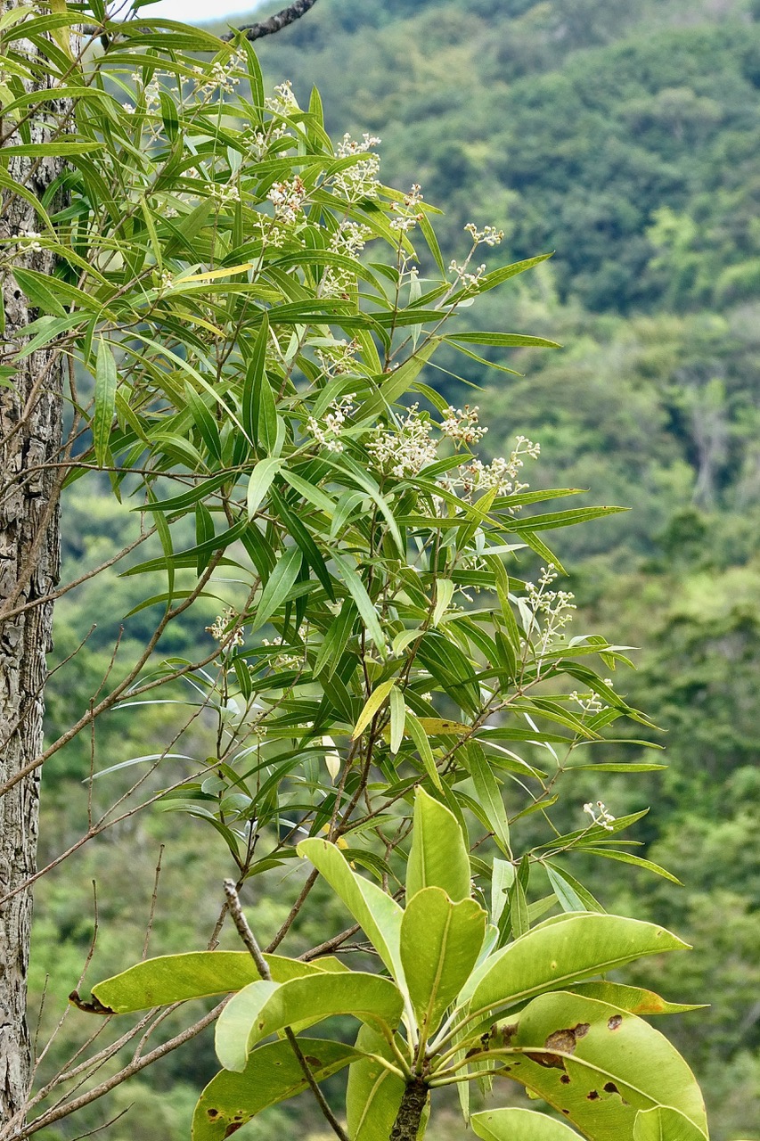 Bois d'olive blanc en fleurs et bouquet de feuilles de grand natte.jpeg