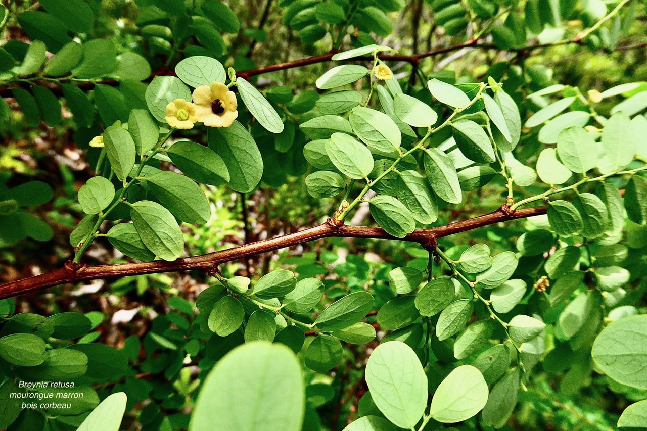 Breynia retusa.mourongue marron.bois corbeau.phyllanthaceae.espèce envahissante..jpeg