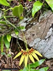 Bulbophyllum longiflorum.orchidaceae.indigène Réunion. (1).jpeg