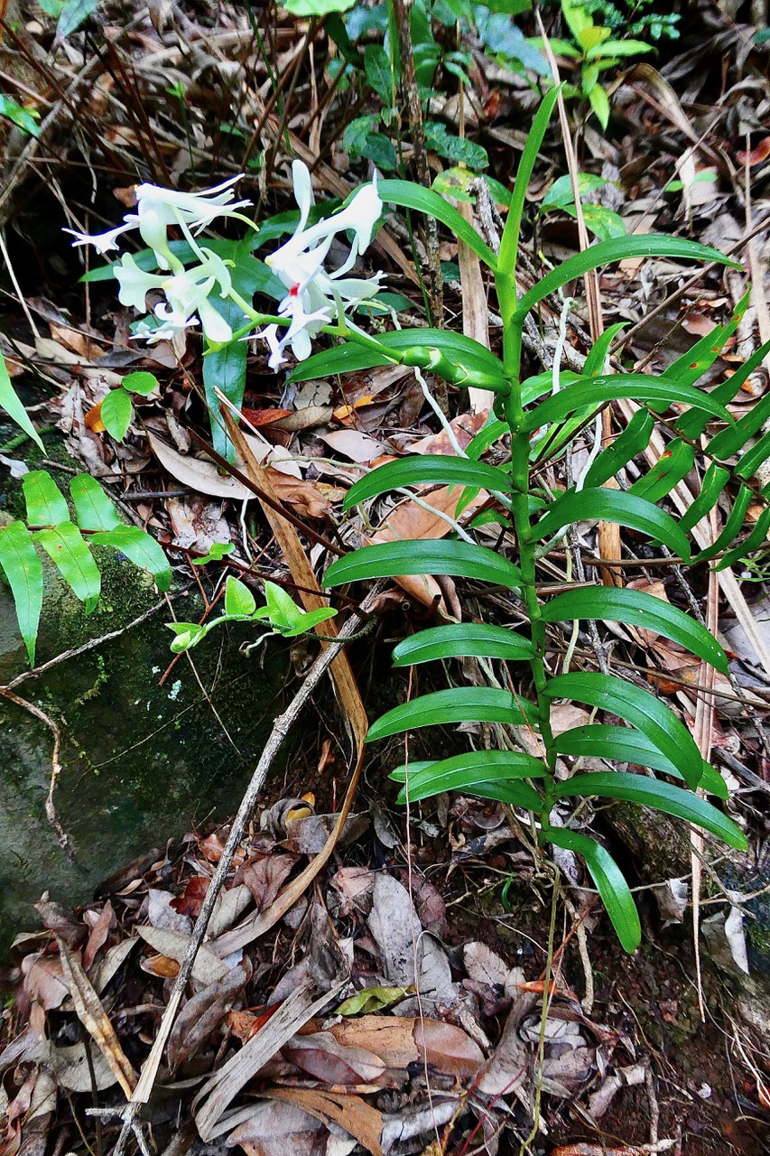 Cryptopus elatus .liane camaron.gros faham;orchidaceae.endémique Réunion Maurice (1).jpeg