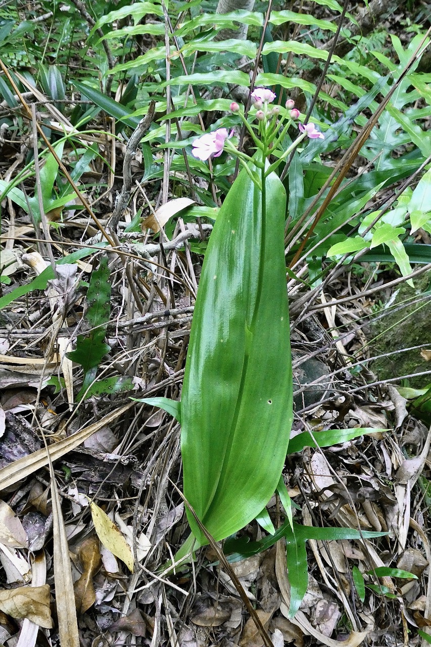 Cynorkis purpurascens à feuille géante. (1).jpeg