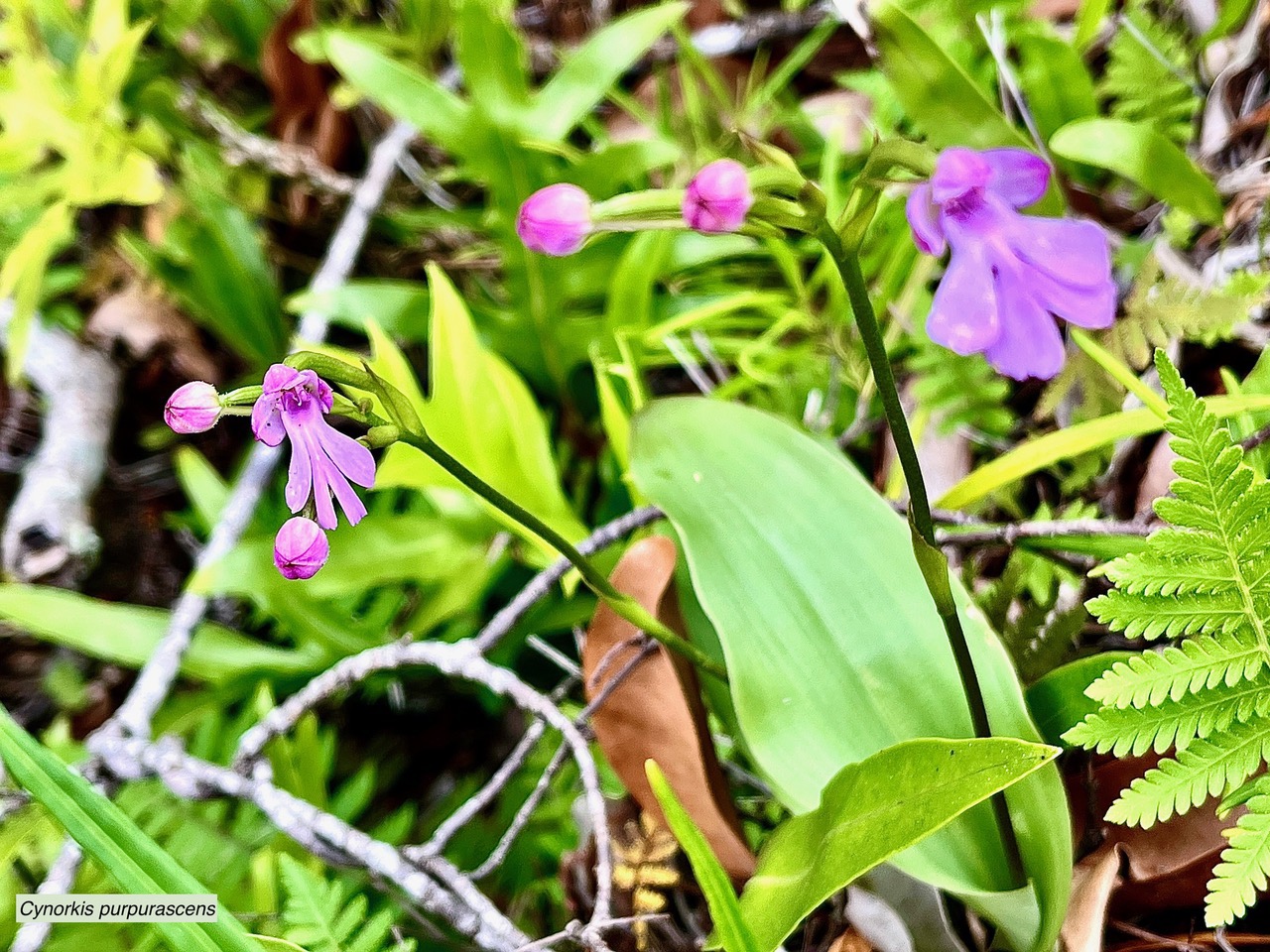 Cynorkis purpurascens.orchidaceae.endémique Madagascar Mascareignes..jpeg