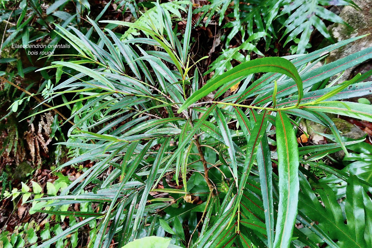 Elaeodendron orientale. ( Cassine orientalis ) bois rouge.celastraceae.endémique Réunion Maurice Rodrigues..jpeg