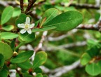 Erythroxylum hypericifolium.bois d’huile.erythroxylaceae.endémique Réunion Maurice. (1).jpeg