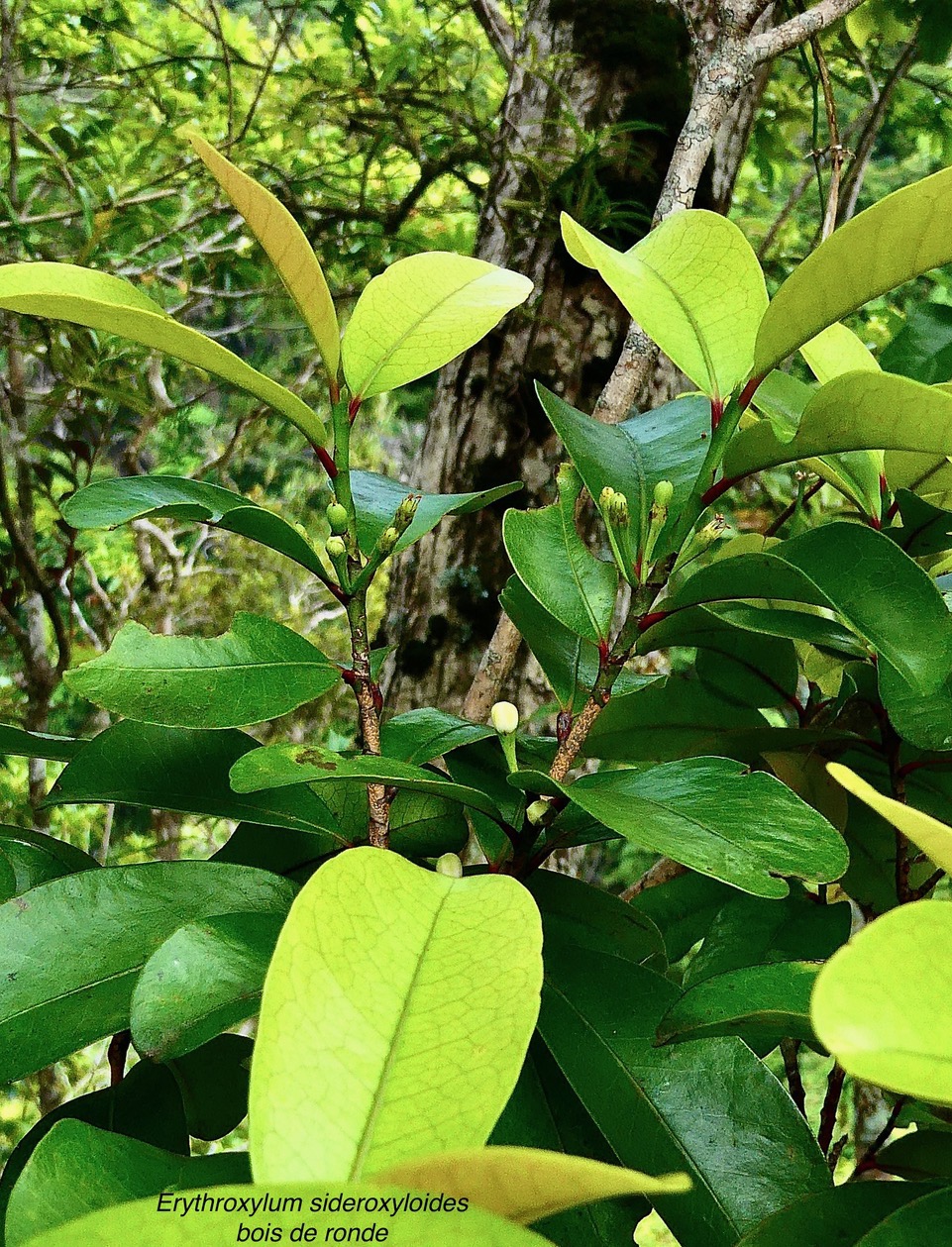 Erythroxylum sideroxyloides.bois de ronde.erythroxylaceae.endémique Réunion Maurice. (1).jpeg