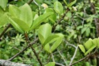 Ficus reflexa.Ti l’affouche.Affouche à petites feuilles.moraceae.indigène Réunion..jpeg