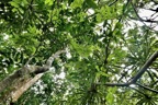 Grangeria borbonica.bois de punaise et Dracaena reflexa .bois de chandelle.entremêlés..jpeg