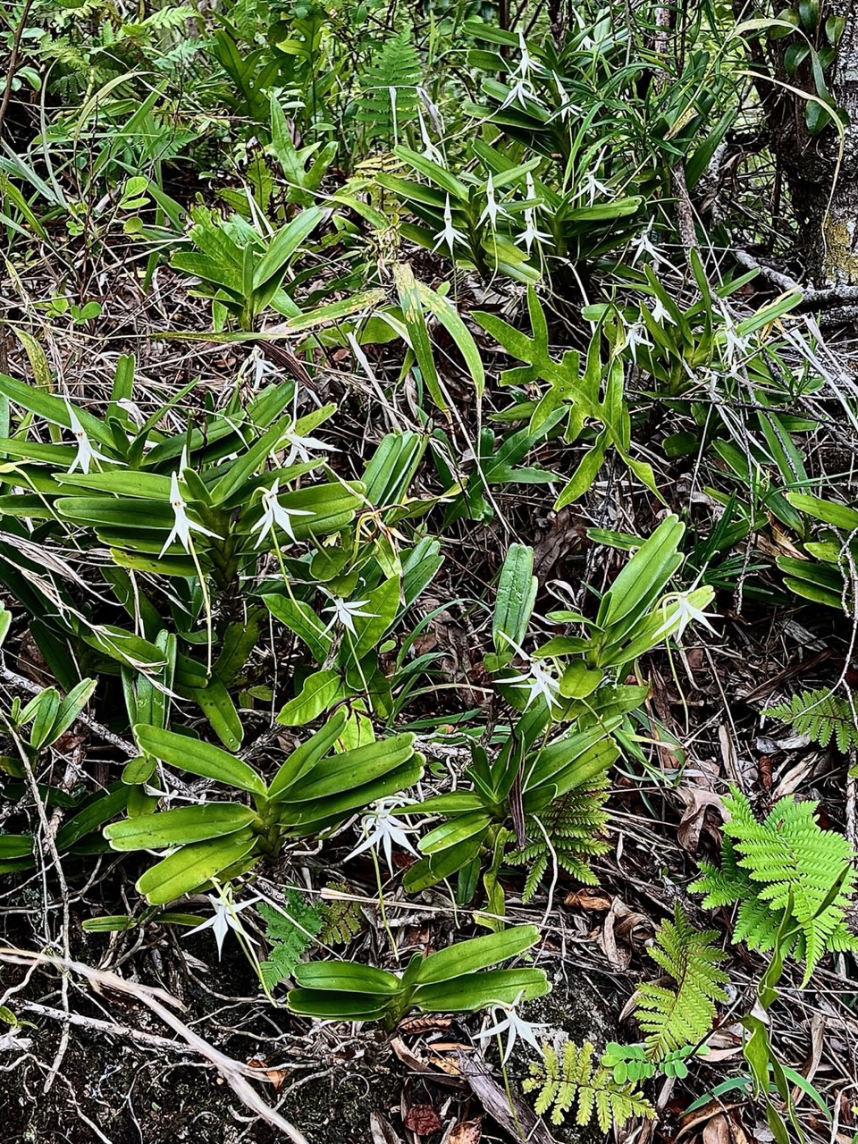 Jumellea recta. orchidaceae.endémique Réunion Maurice Rodrigues. (1).jpeg