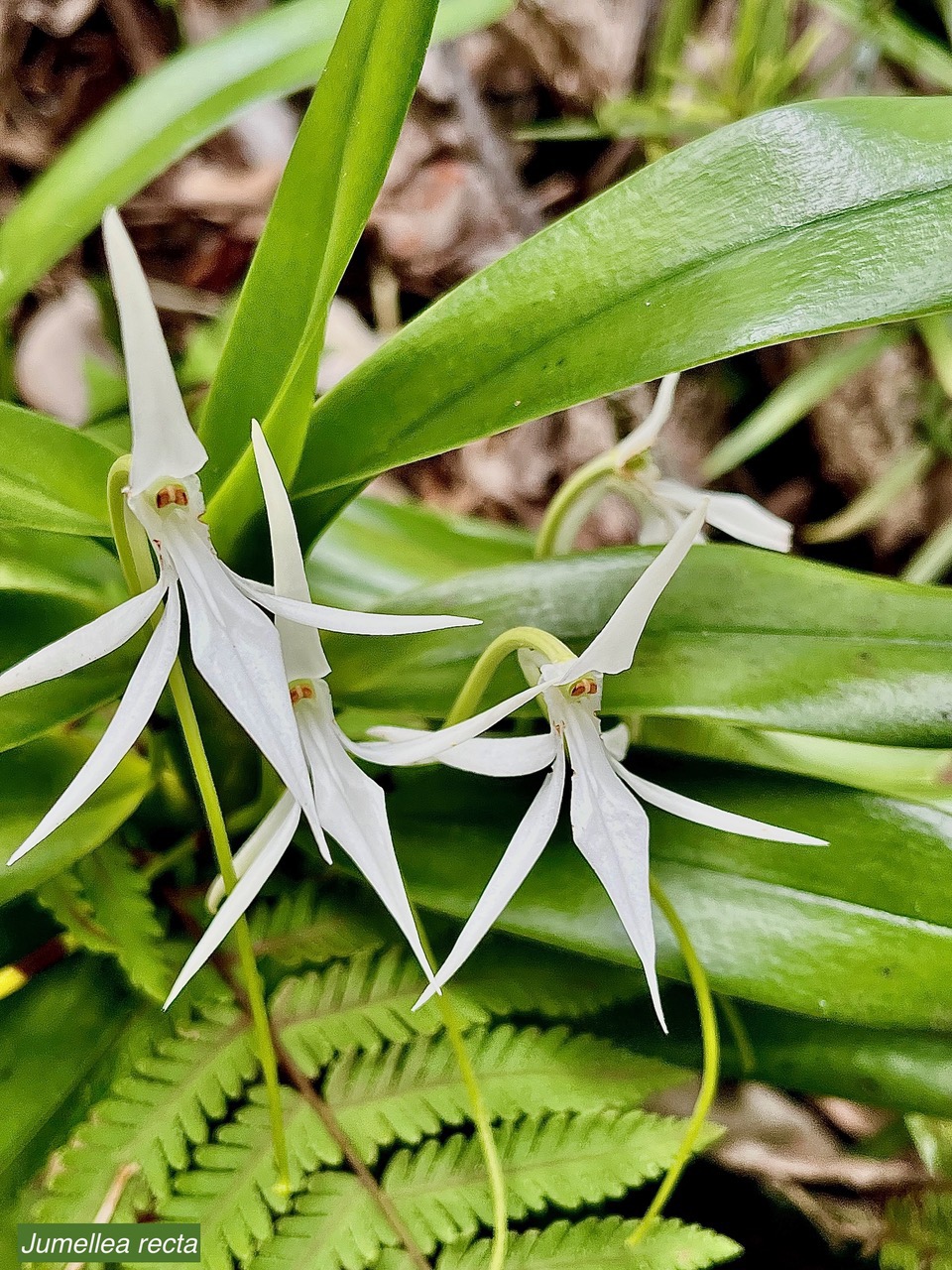 Jumellea recta. orchidaceae.endémique Réunion Maurice Rodrigues..jpeg