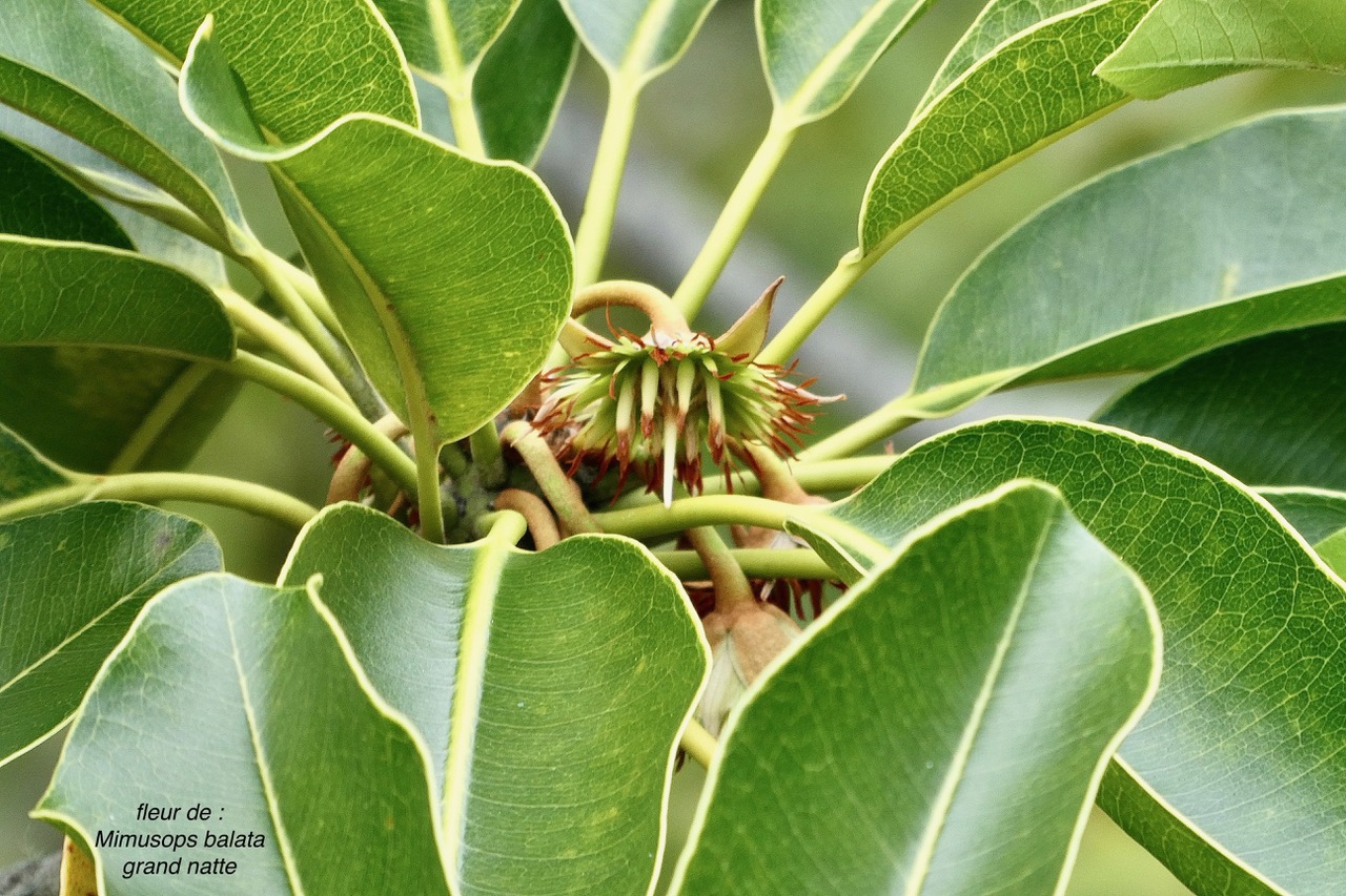 Mimusops balata.grand natte.( fleur ) sapotaceae.endémique Réunion Maurice..jpeg