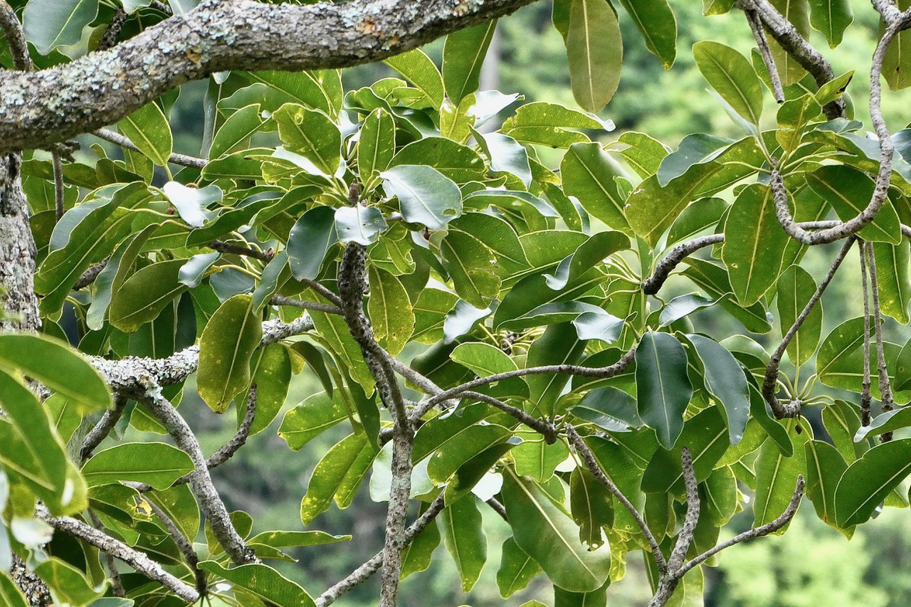 Mimusops balata.grand natte.sapotaceae.endémique Réunion Maurice. (1).jpeg