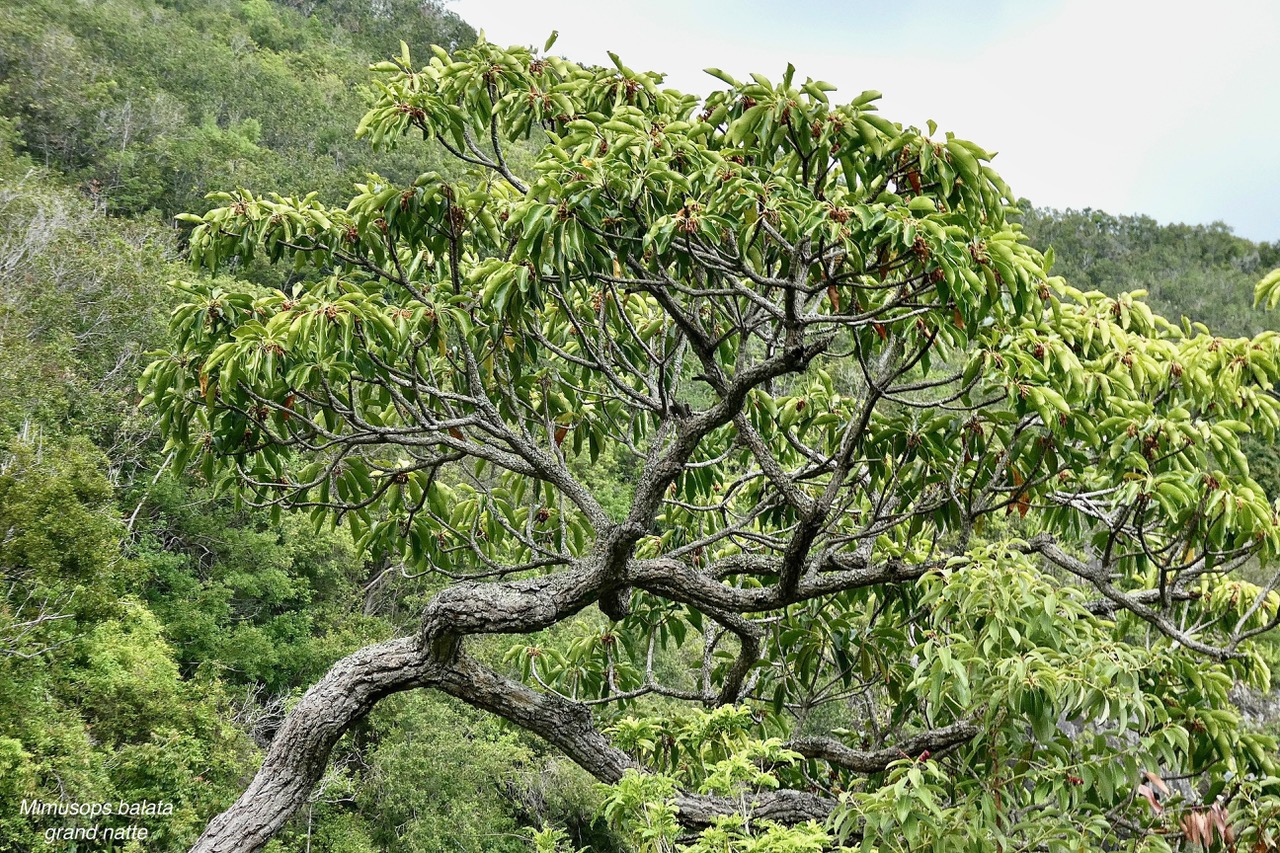 Mimusops balata.grand natte.sapotaceae.endémique Réunion Maurice..jpeg