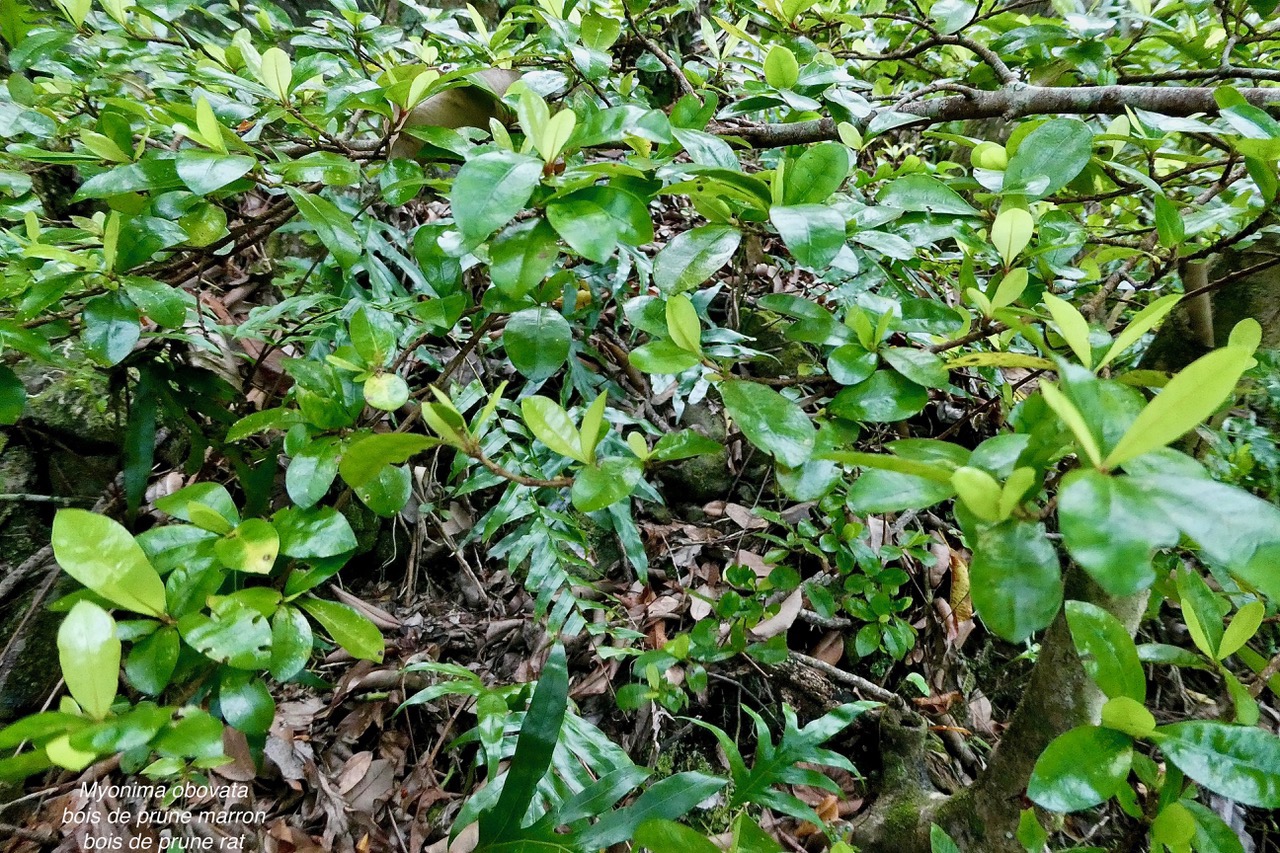 Myonima obovata .bois de prune marron.bois de prune rat.rubiaceae.endémique Réunion Maurice (1).jpeg