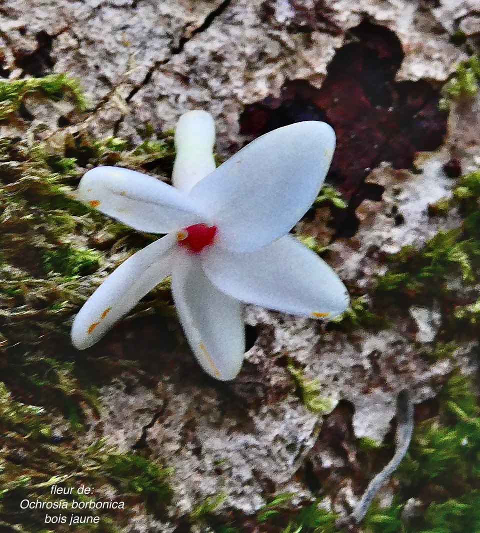 Ochrosia borbonica.bois jaune.. ( fleur) apocynaceae.endémique Réunion Maurice..jpeg