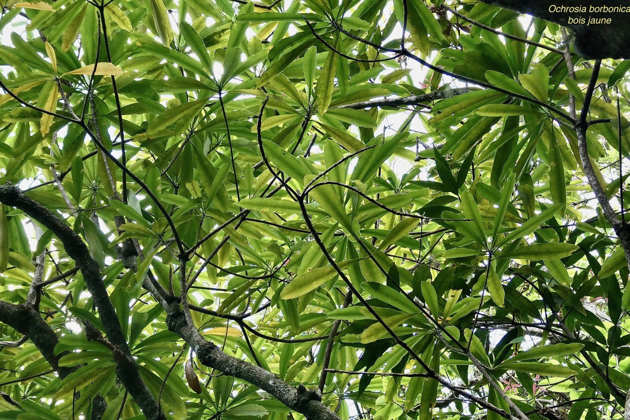 Ochrosia borbonica.bois jaune.apocynaceae.endémique Réunion Maurice. (1).jpeg