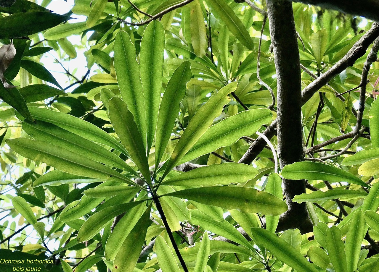 Ochrosia borbonica.bois jaune.apocynaceae.endémique Réunion Maurice..jpeg