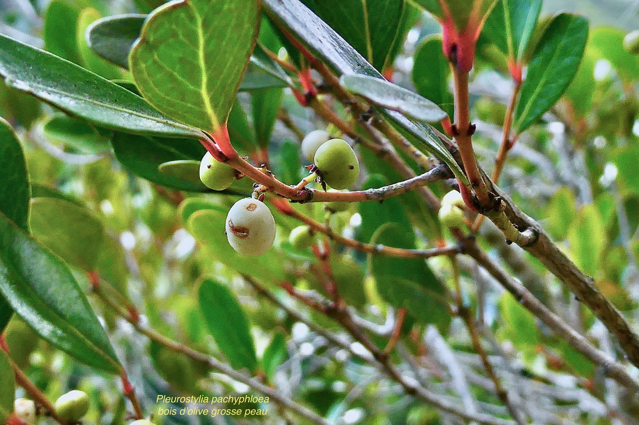 Pleurostylia pachyphloea.bois d’olive grosse peau.( avec fruits )celastraceae.endémique Réunion..jpeg