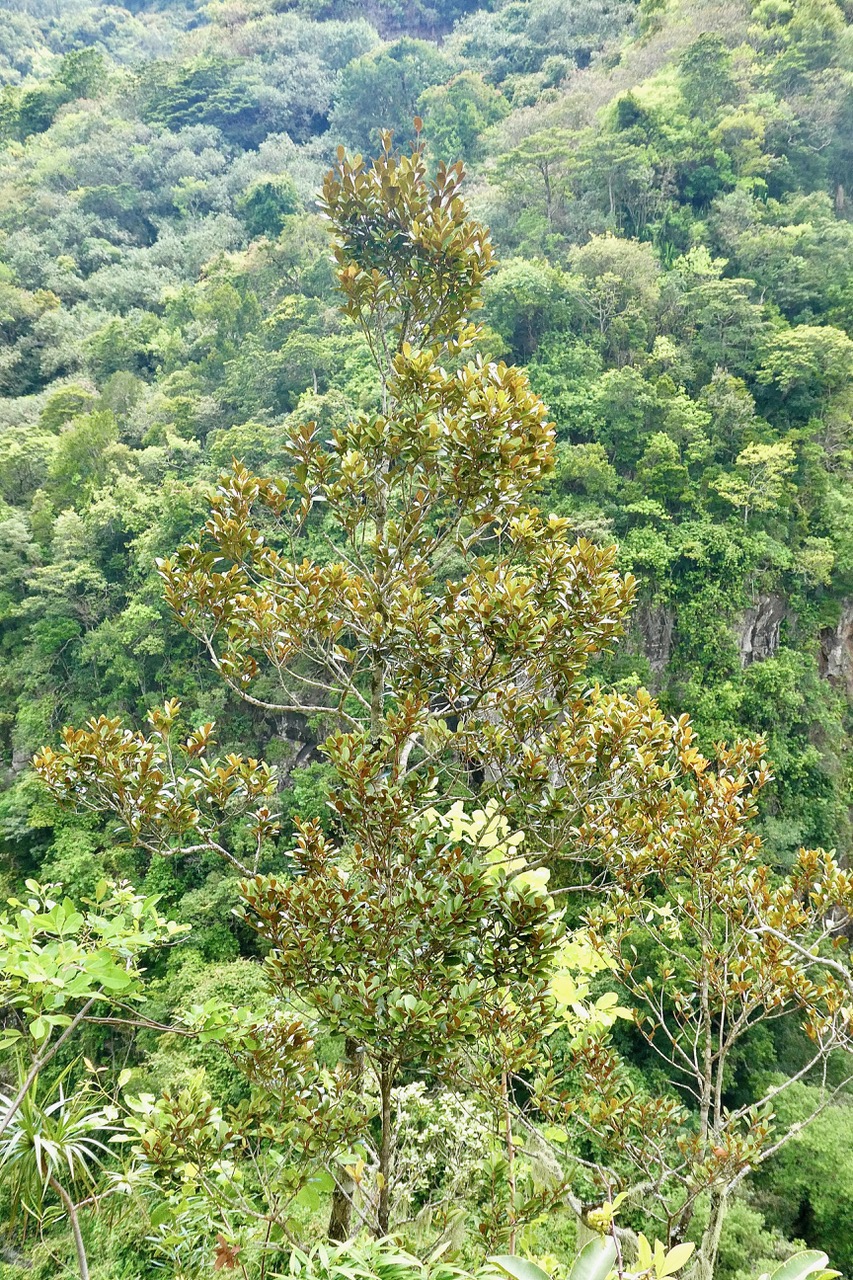 Pleurostylia pachyphloea.bois d’olive grosse peau.celastraceae.endémique Réunion. (1).jpeg