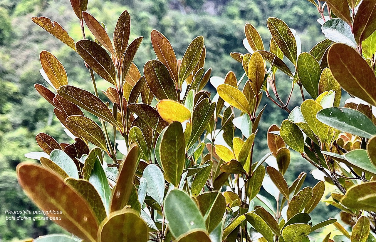 Pleurostylia pachyphloea.bois d’olive grosse peau.celastraceae.endémique Réunion..jpeg