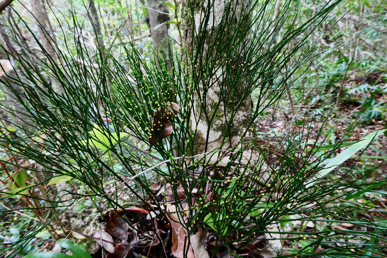 Psilotum nudum.psilotaceae.indigène Réunion..jpeg