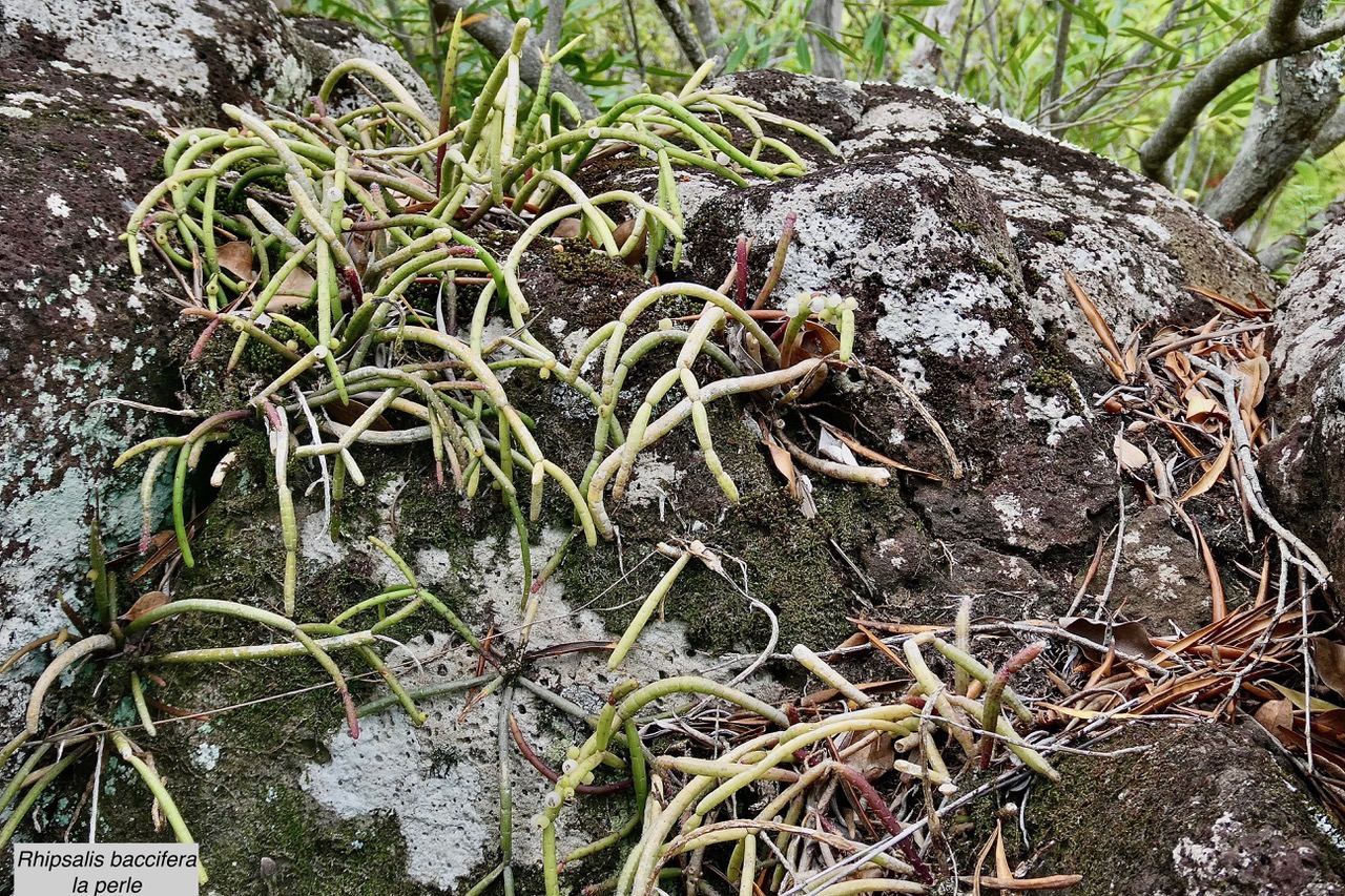 Rhipsalis baccifera.la perle.cactaceae.indigène Réunion..jpeg