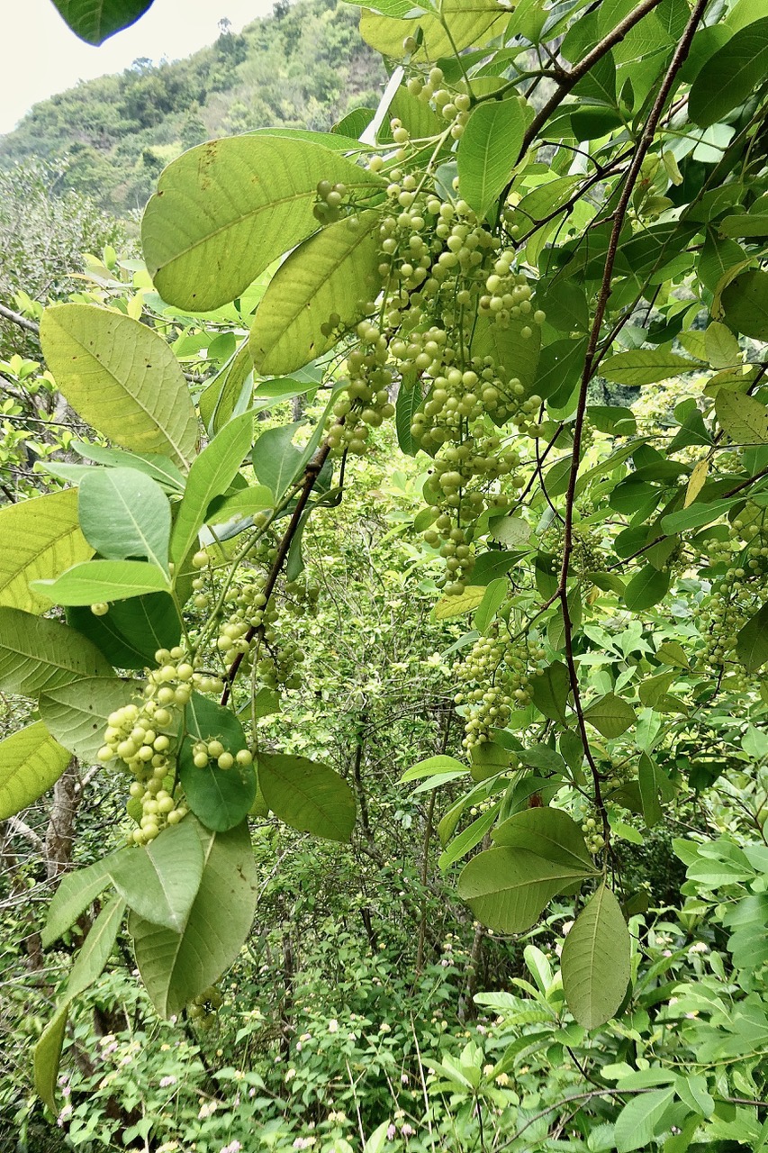 Rhus longipes.faux poivrier blanc.anacardiaceae.espèce très envahissante..jpeg