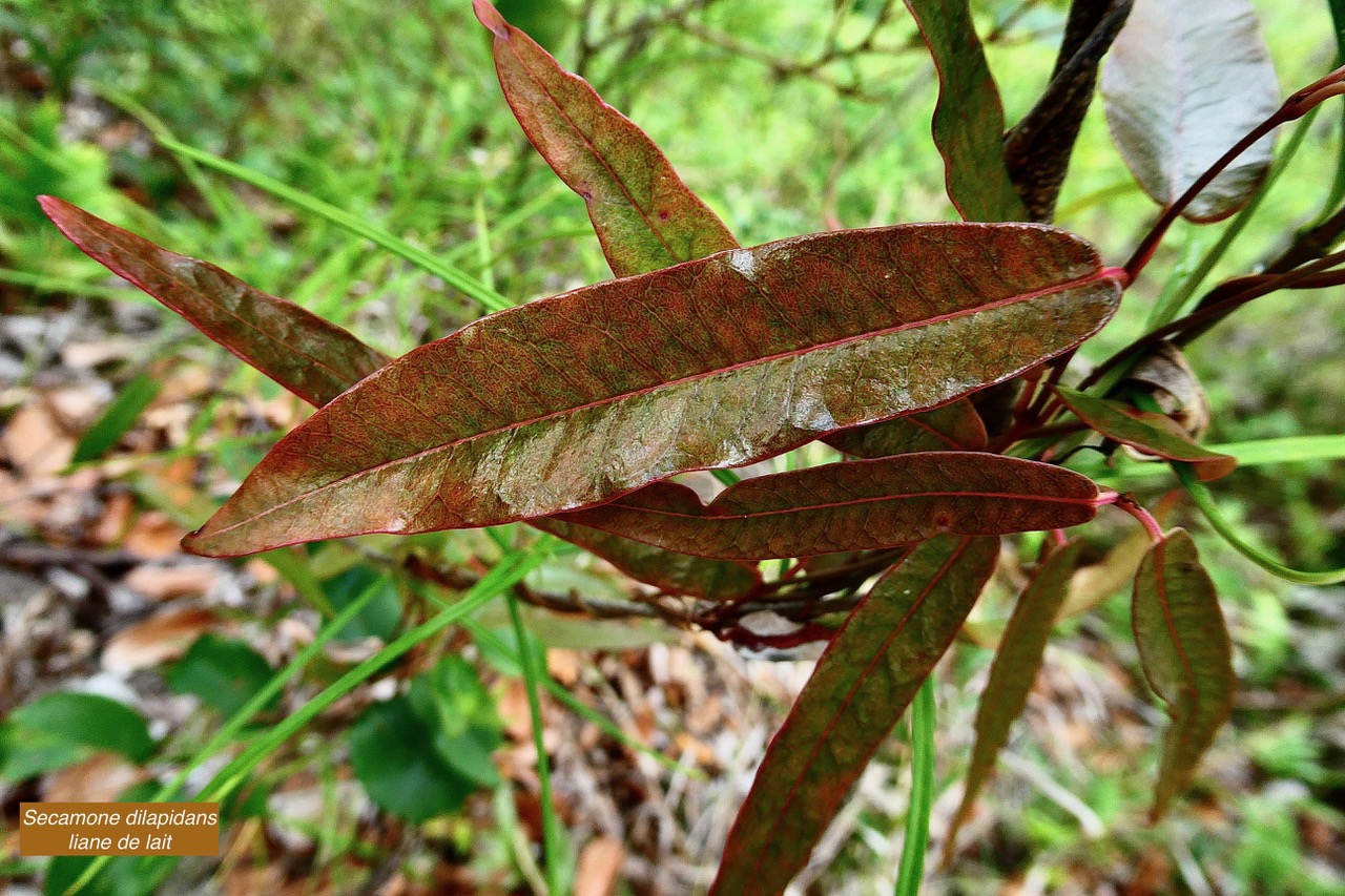 Secamone dilapidans. liane de lait.apocynaceae.endémique Réunion Maurice..jpeg