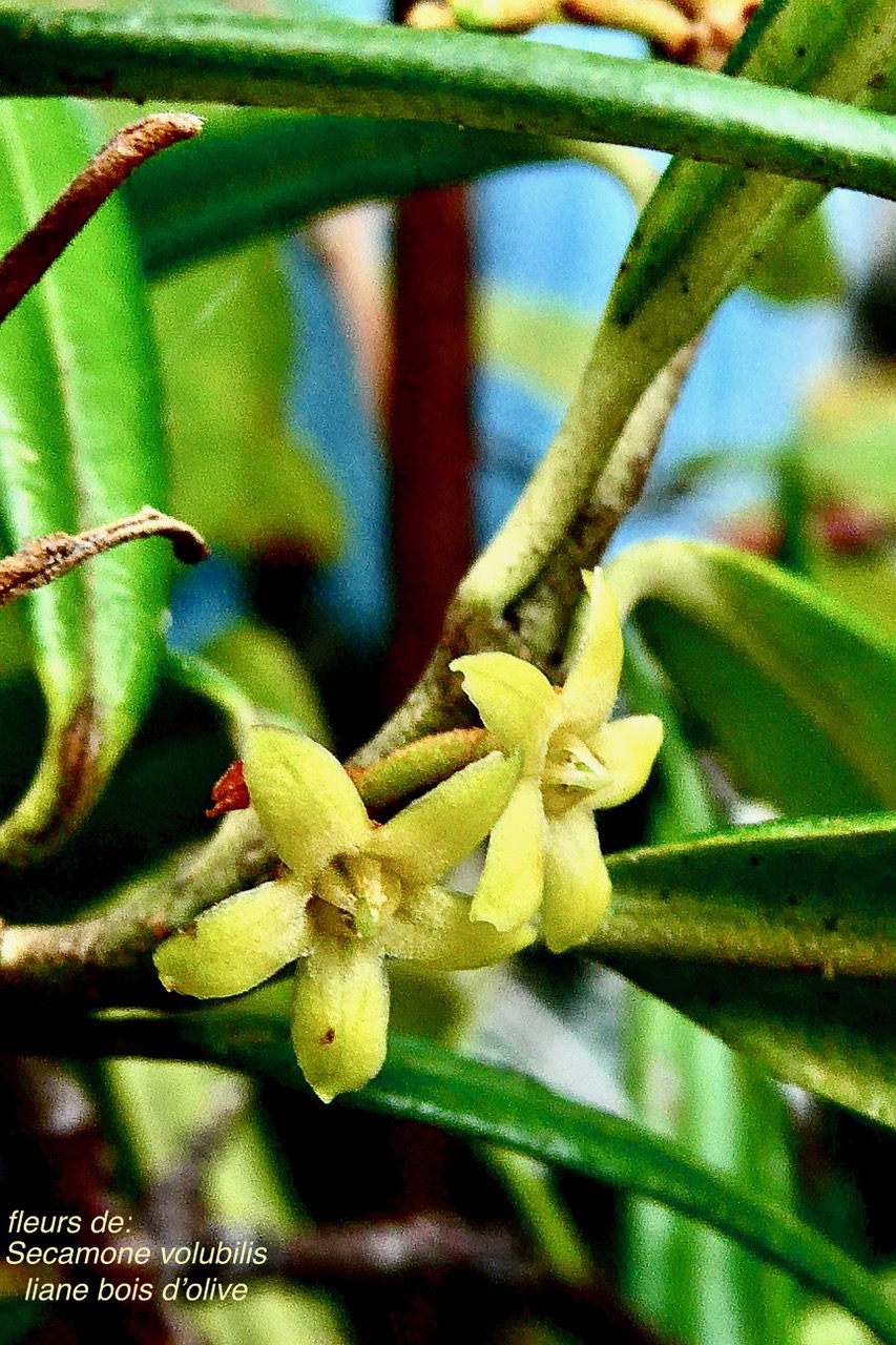 Secamone volubilis.liane bois d’olive.apocynaceae.endémique Réunion Maurice..jpeg