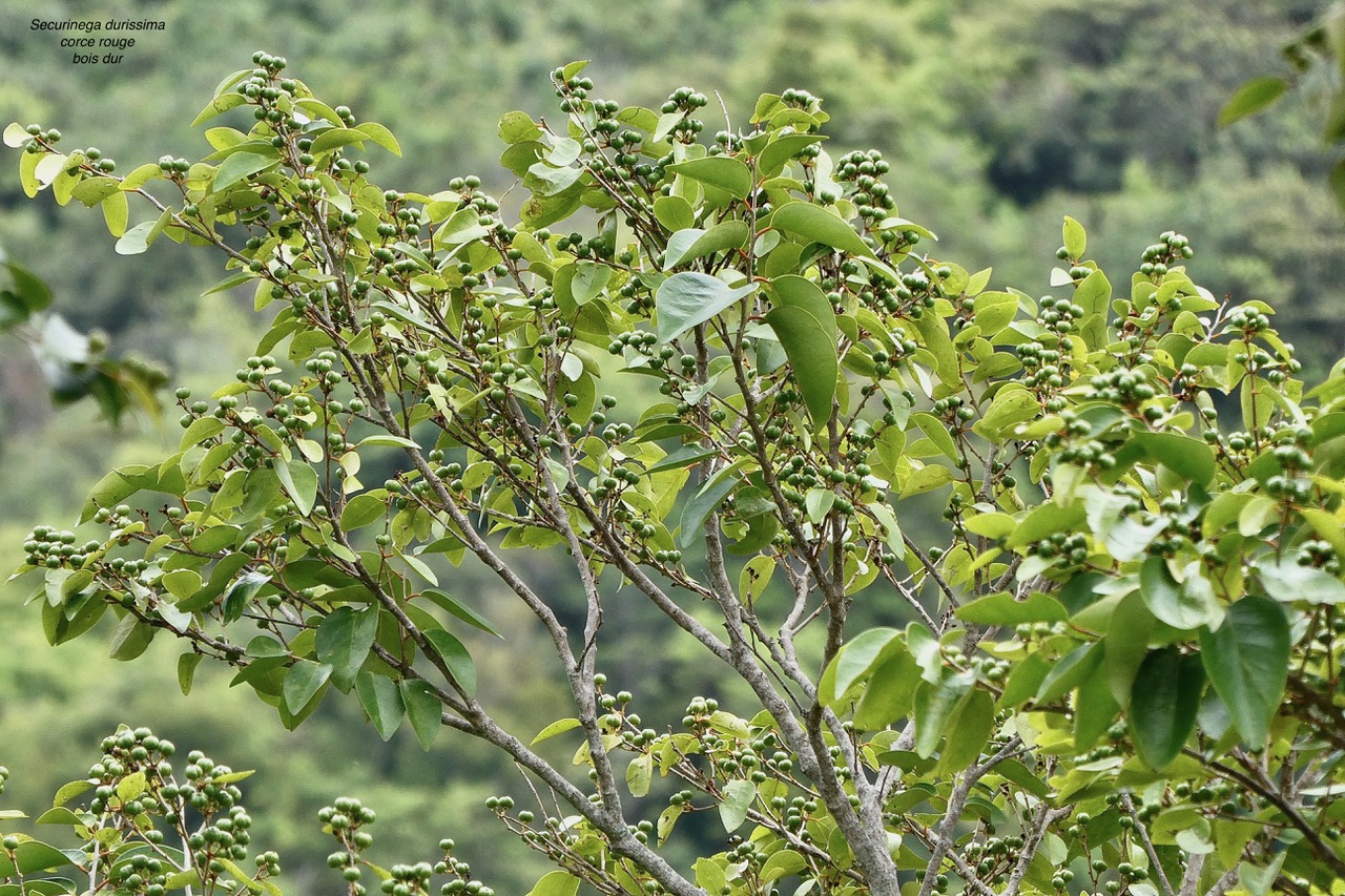 Securinega durissima.corce rouge.bois dur. ( avec fruits ) phylllanthaceae.indigène Réunion. (1).jpeg