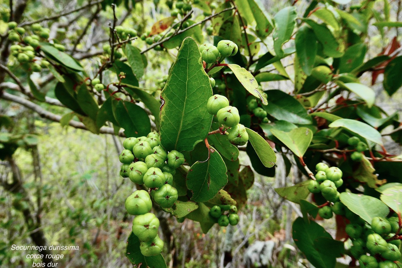 Securinega durissima.corce rouge.bois dur. ( avec fruits )phylllanthaceae.indigène Réunion..jpeg