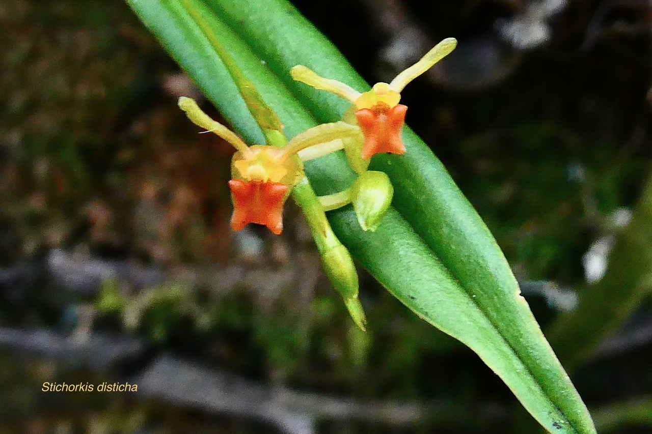 Stichorkis disicha.Liparis disticha.orchidaceae.indigène Réunion. (1).jpeg