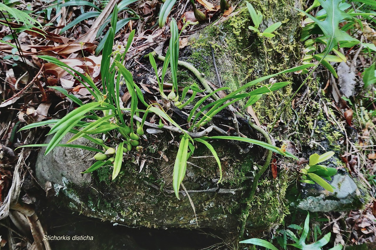 Stichorkis disicha.Liparis disticha.orchidaceae.indigène Réunion..jpeg