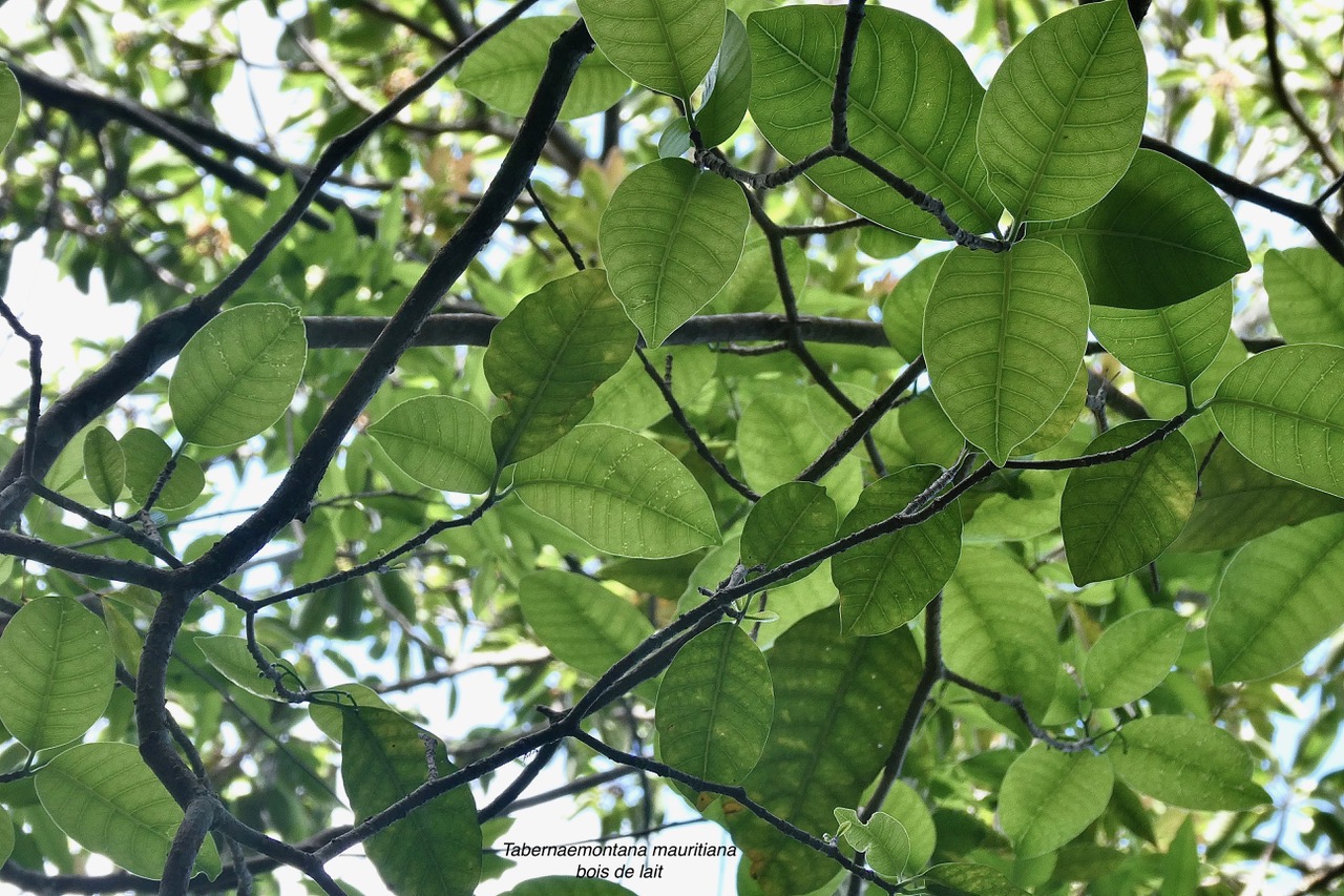 Tabernaemontana mauritiana. bois de lait.apocynaceae.endémique Réunion Maurice. (1).jpeg