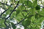 Tabernaemontana mauritiana. bois de lait.apocynaceae.endémique Réunion Maurice. (1).jpeg