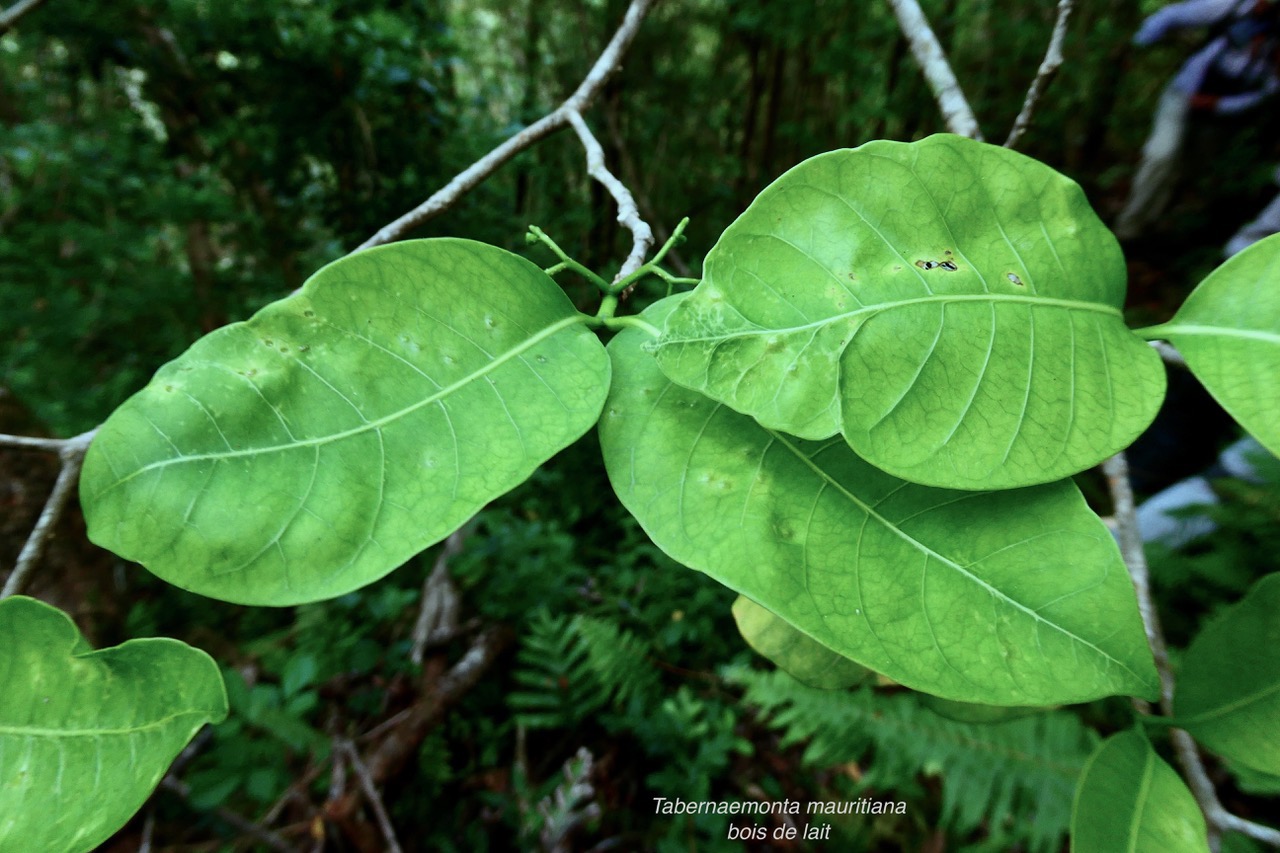 Tabernaemontana mauritiana. bois de lait.apocynaceae.endémique Réunion Maurice. (2).jpeg