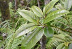 Apodytes_dimidiata_Peau_gris_ICACINACEAE_Indigene_Reunion_MB3_1064.jpg