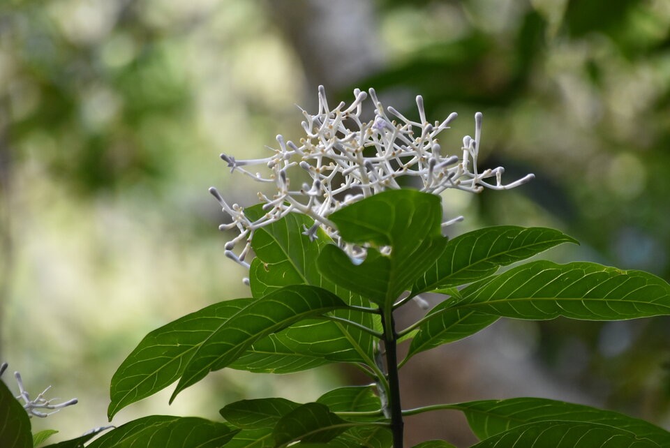 Chassalia_corallioides_Bois_de_corail_RUBIACEAE_Endemique_Reunion_MB3_1003.jpg