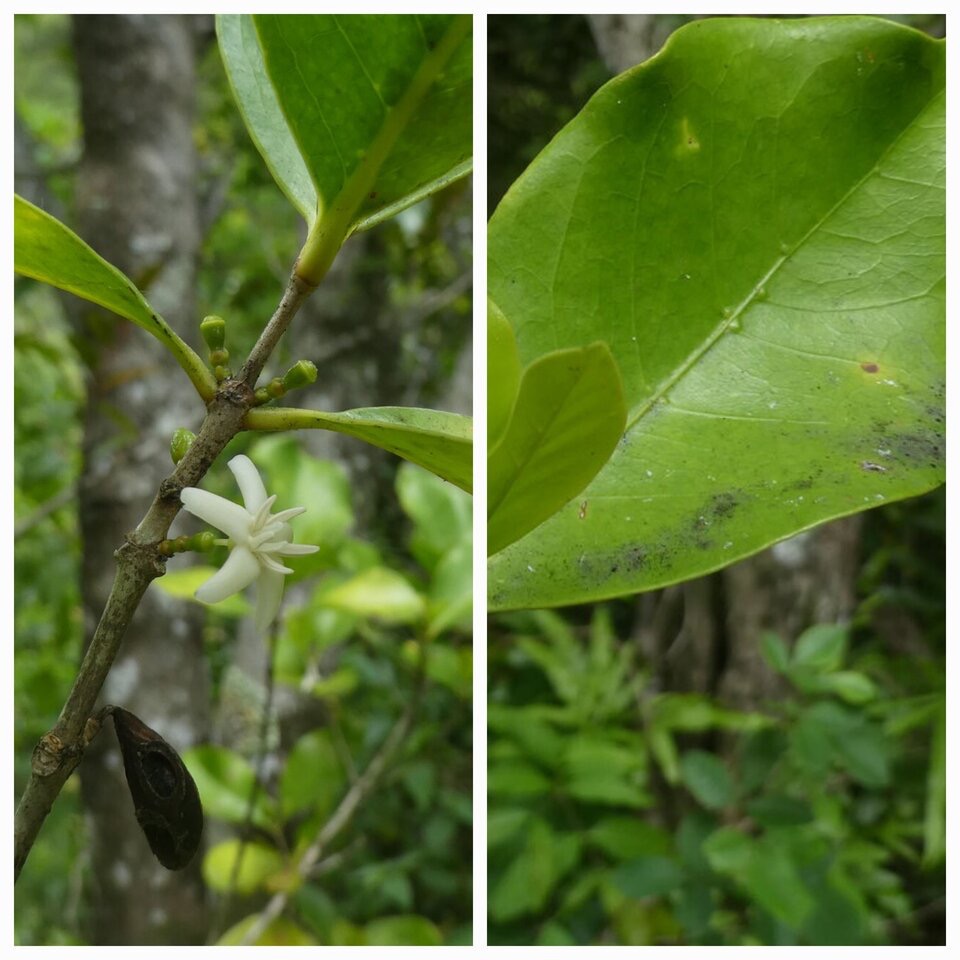 Coffea_mauritiana_Cafe_marron_RUBIACEAE_Endemique_Reunion_Maurice_20230117_213047.jpg