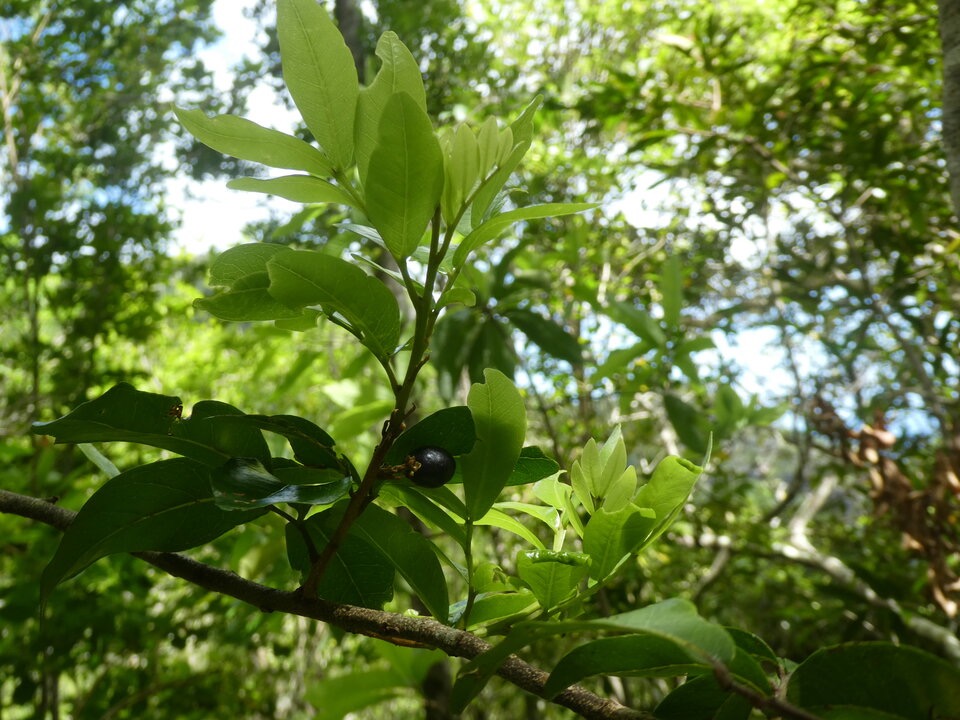 Doratoxylon_apetalum_Bois_de_gaulette_SAPINDACEAE_Indigene_Reunion_P1050783.jpg