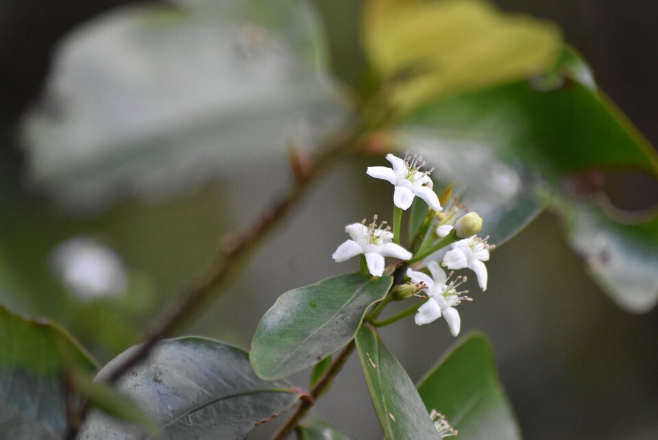 Erythroxylum_sideroxyloides_Petit_Bois_de_rongue_ERYTHROXYLACEAE_Endemique_Reunion_MB3_1007.jpg