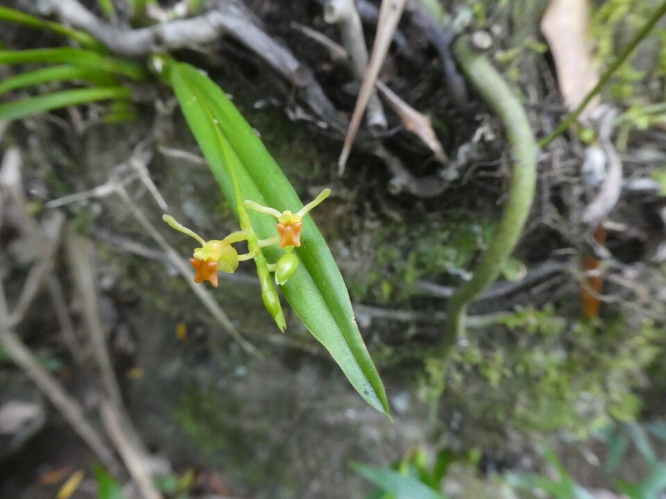 Liparis_disticha_EPIDENDROIDEAE_P1050799.jpg